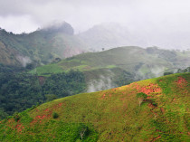 Forêt - Costa Rica