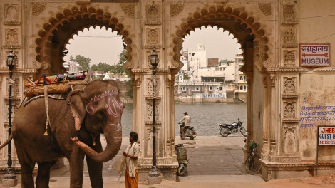 Eléphant à Jaipur - Inde