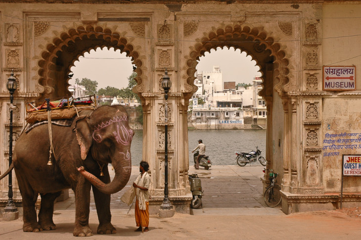 Eléphant à Jaipur - Inde