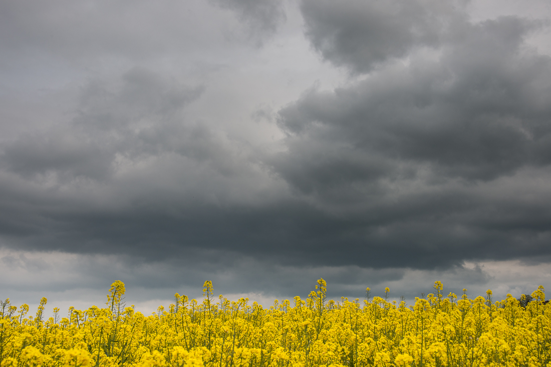 L'orage menace au-dessus d'un champ de colza près du lieu-dit des Mordants, en Eure-et-Loir