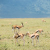 Gazelles
