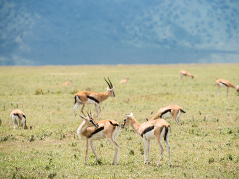 Tanzanie-Ngorongoro-JN-13