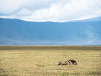Tanzanie-Ngorongoro-JN-14