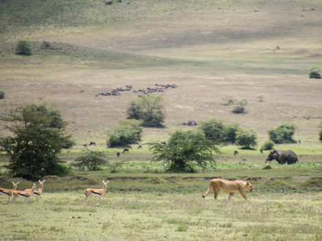 Tanzanie-Ngorongoro-JN-18