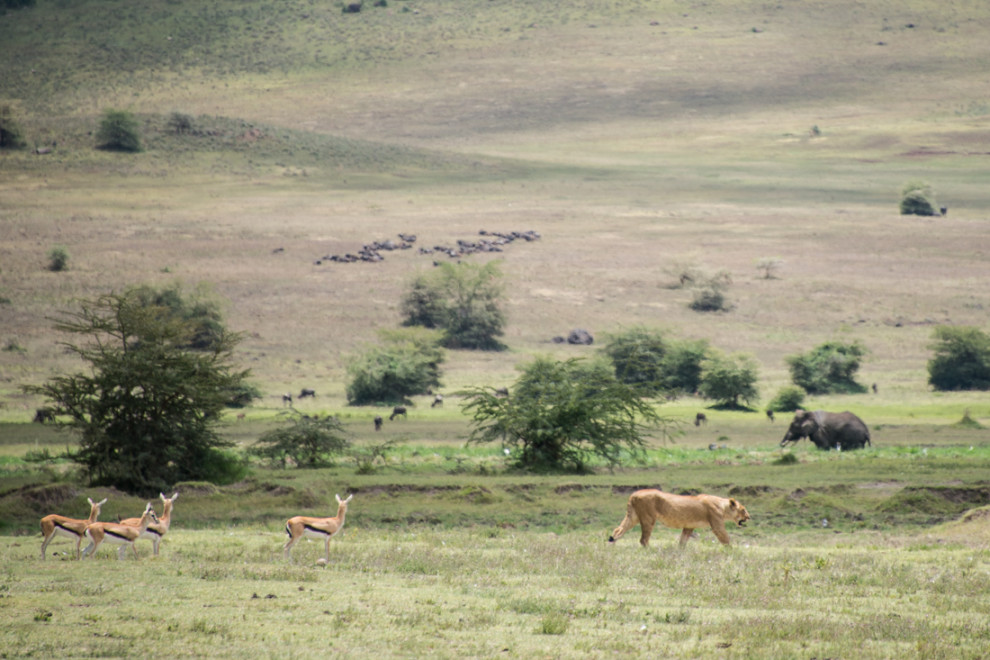 Tanzanie-Ngorongoro-JN-18