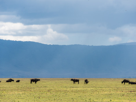 Tanzanie-Ngorongoro-JN-22