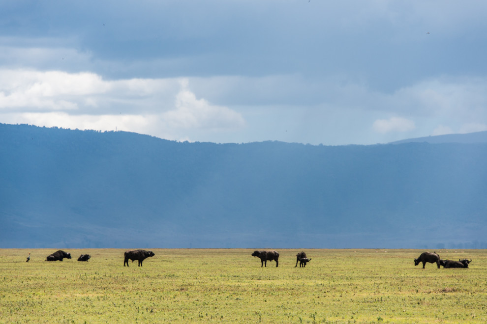 Tanzanie-Ngorongoro-JN-22