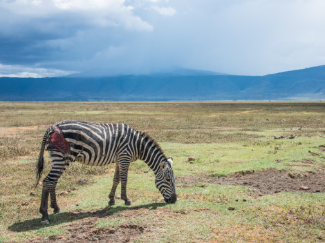 Tanzanie-Ngorongoro-JN-23