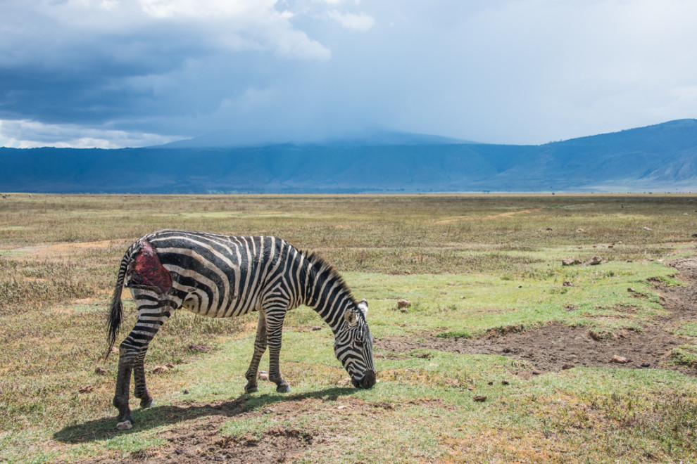 Tanzanie-Ngorongoro-JN-23