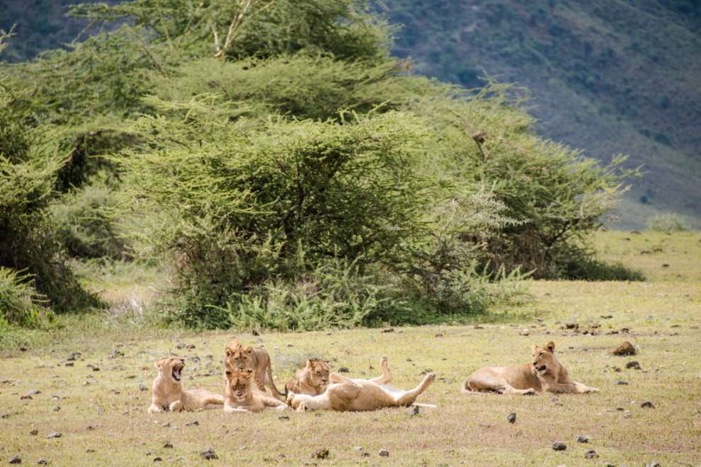 Tanzanie-Ngorongoro-JN-25