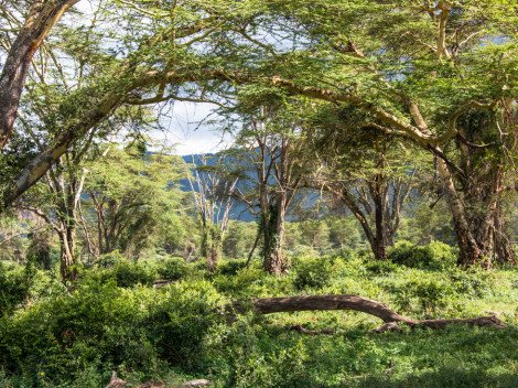 Tanzanie-Ngorongoro-JN-26