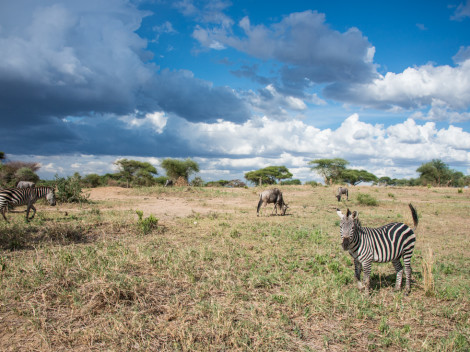 Tanzanie-Ngorongoro-JN-6