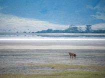 Tanzanie-Ngorongoro-JN-9